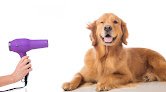 Negocio Peluquería Canina Huelva Wauu