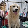 Negocio Peluqueria Canina Isi