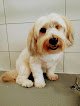 Negocio Peluquería Canina Lola & Pepa