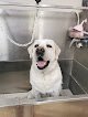 Negocio Peluqueria Canina Mimos