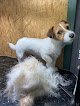 Negocio Peluquería Canina Nets I Pelats