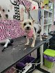 Negocio Peluqueria Canina Orejitas