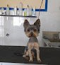 Negocio Peluquería Canina Pelos Locos