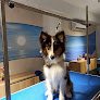 Negocio Peluquería Canina Pelukan