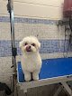 Negocio Peluqueria Canina Pelycan