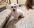 Negocio Peluquería Canina Plaza Vieja
