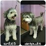 Negocio Peluquería Canina Pompas
