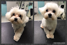 Peluquería Canina Revoltos@s