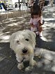 Negocio Peluquería Canina Rubén