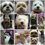 Peluqueria Canina Sevilla Este