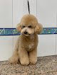 Peluquería Canina Styl Can