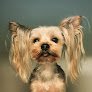 Negocio Peluquería Canina Teckel