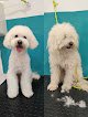 Negocio Peluquería Canina Valtercan