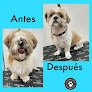 Negocio Peluquería Canina Y Tienda De Mascotas Villamascotas