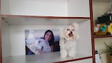 Negocio Peluquería Canina Yaiza Suárez