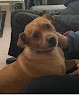 Negocio Peluquería Guardería Canina Peluchitos