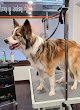 Negocio Peluquería, Guardería Y Educación Canina Pelos & Patas
