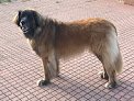 Negocio Pelusa Peluquería Canina