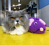 Pet Grooming & Shopping