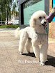 Negocio Pet Paradise Peluqueria Canina