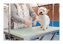 Negocio Pluto - Peluqueria Canina Y Felina