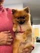 Sandog Peluqueria Canina Y Estética