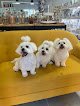 Negocio Silvia's Dogs ️