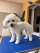 Negocio Sofican Peluquería Canina Móvil Mallorca