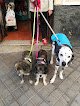 Negocio Spa Chuchos