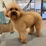 Susana Guisasola Peluquería Canina