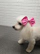 Negocio Tara Bell Peluquería Canina Doggroomer ️