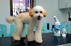 Negocio Top Knot Peluquería Canina