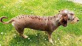 Negocio Traskilon Peluquería Canina Y Felina . Boutique Y Alimentación