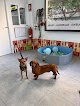 Vibras Caninas