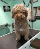 Negocio Wendy Peluquería Canina Buztintxuri.