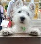 Negocio Westies Decarana. Solo West Higland White Terrier.