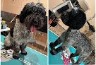 Negocio Wolf Peluquería Canina Y Felina