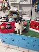 Negocio Yo Galgo Peluquería Canina